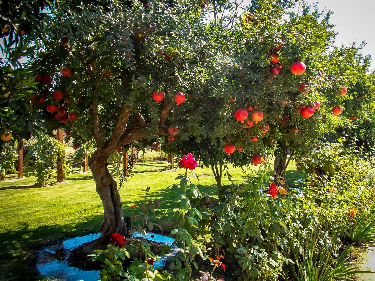 pomegranate-