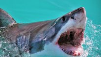 1_Close-Up-Of-Shark-Swimming-In-Water