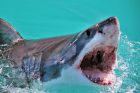 1_Close-Up-Of-Shark-Swimming-In-Water