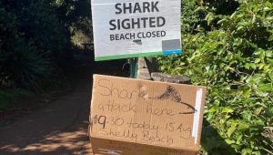 200816111051-shelley-beach-australia-shark-attack-exlarge-169