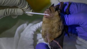 Thailand Bat Catchers Photo Gallery