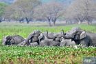A herd of wild Asiatic elephants bathe at Khamrenga wetland in Thakurkuchi village - outskirts of Guwahati - AFP file poto
