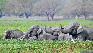 A herd of wild Asiatic elephants bathe at Khamrenga wetland in Thakurkuchi village - outskirts of Guwahati - AFP file poto