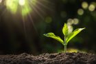 Young,Plant,Growing,In,Garden,With,Sunlight
