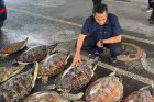 އިންޑޮނޭޝިއާގެ ބާލީގައި ޓްރެފިކް ކުރަނިކޮށް އަތުލައިގަތް ގްރީން ވެލާތައް ގާތުގައި ފުލުސް އޮފިސަރެއް