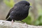 Black Robin - 1