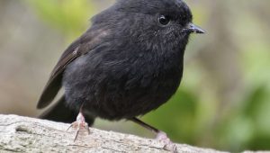 Black Robin - 1
