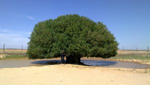 Blessed_tree_in_Jordan