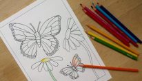 Butterfly-Colouring