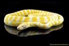 Carpet Python