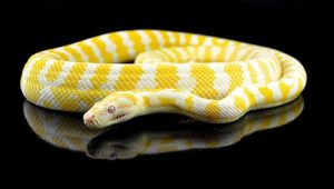 Carpet Python