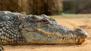 Crocodile_16e82d7e65a_large