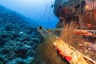Deep-Sea-Minerals