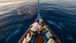 Dolphin-watching-in-Maldives
