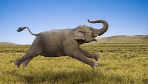 ELLEPHANT