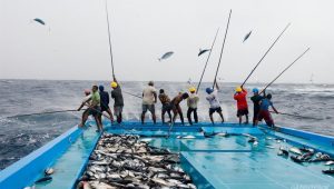 Pole and Line Fishermen Catch Tuna