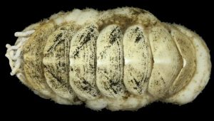 Ferreiraella populi