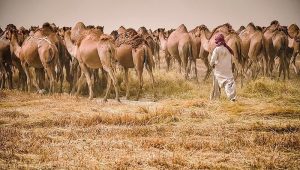 Flock_of_Camels