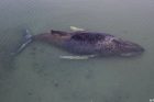 Humpback whale - Germany 1