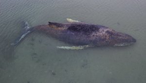 Humpback whale - Germany 1