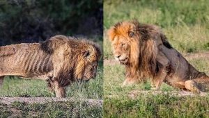 King-Lion