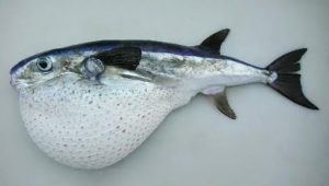 Lagocephalus Lagocephalus