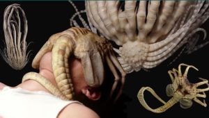 Promachocrinus fragarius2