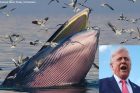 Rice whale - Donald Trump