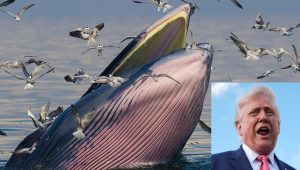 Rice whale - Donald Trump