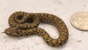 Snake