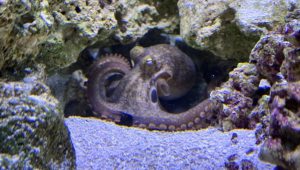 Octopus