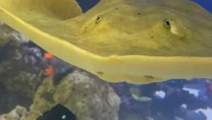 Stingray