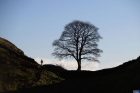 Sycamore Gap tree UK
