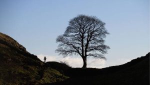 Sycamore Gap tree UK