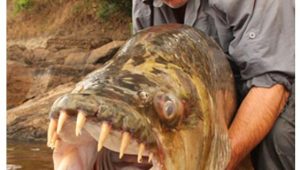 Tigerfish-and-Angler-Jeremy-Wade