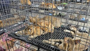 Vietnam cat 1
