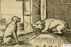 aesop fable dog sow