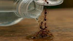 ant survival metaphor analogy