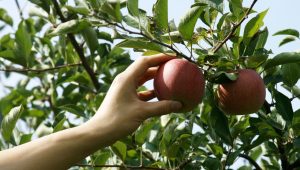 apple-picking