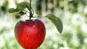 apple