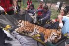 argentina zoo tiger