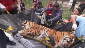 argentina zoo tiger