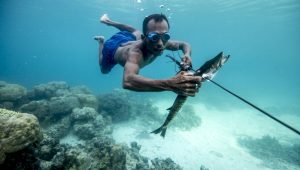 bajau 12