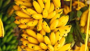banana_banner