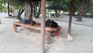 އާޓިފިޝަލް ބީޗުގައި ނިދައިފައި ތިބި ބައެއް ހެނދުނު ވީއިރުވެސް ނުހޭލާ... -އަދިވެސް ފޮޓޯ