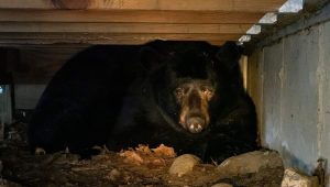 bear