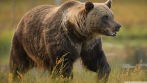 bear