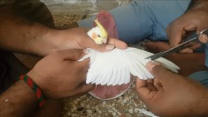 bird