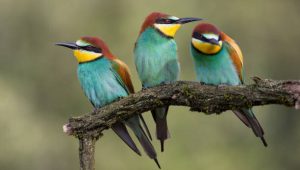 three tropical birds on branch