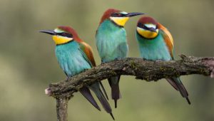 three tropical birds on branch
